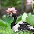 Magpie Goose still on the nest<br />Canon EOS 7D + EF300 F2.8L III + EF1.4xII